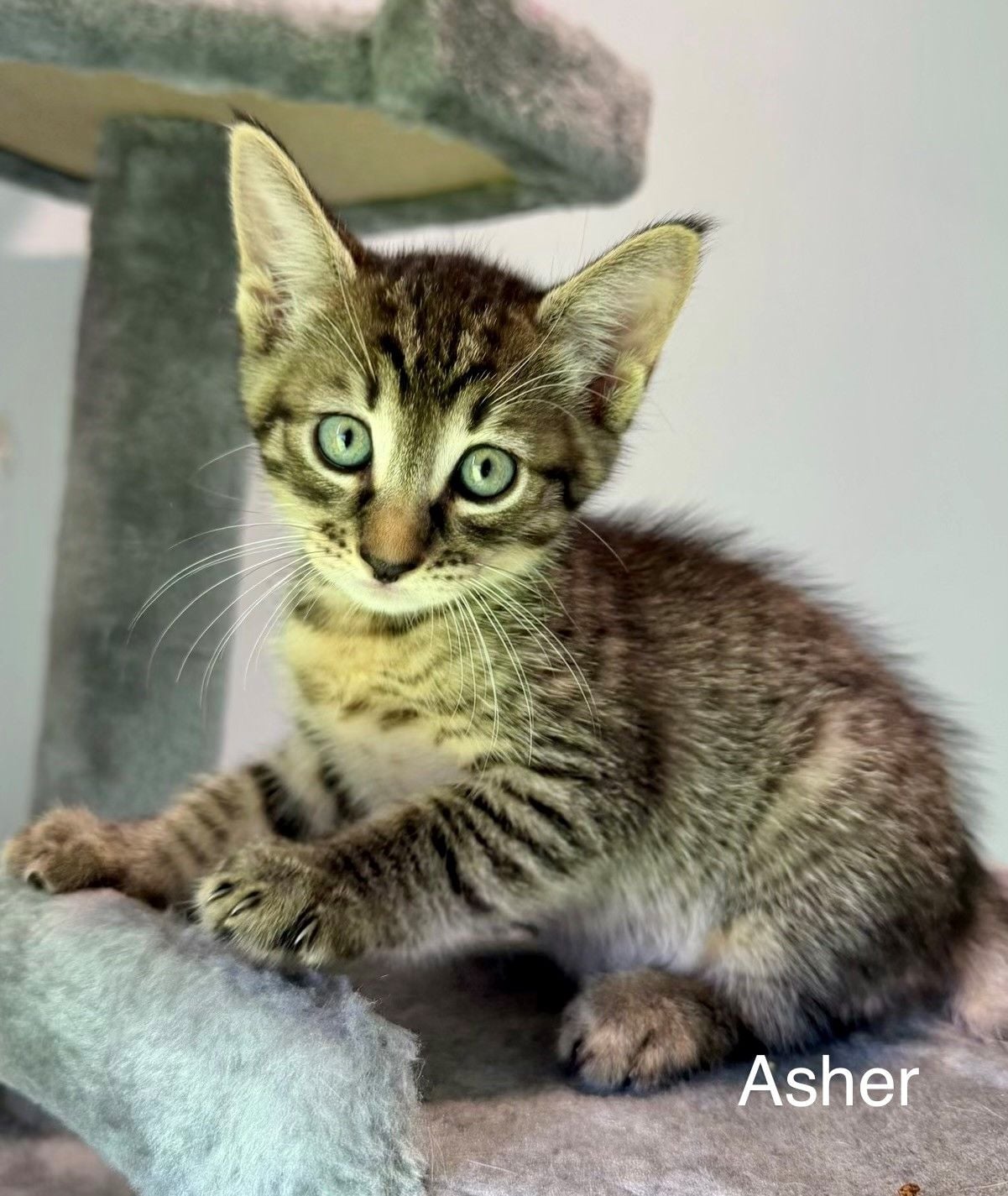 Asher Asher